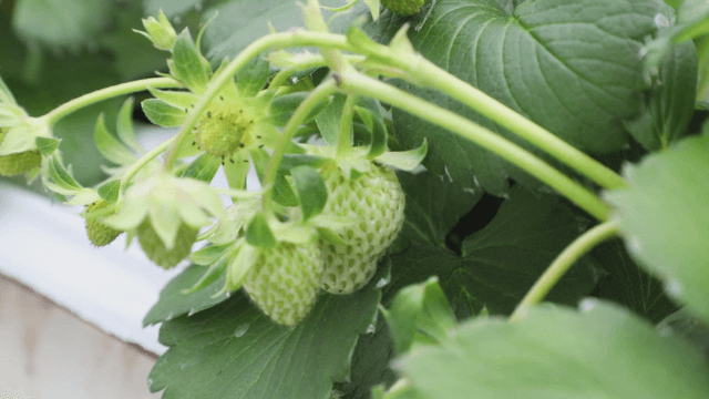 Unripe strawberries growing on a plant
