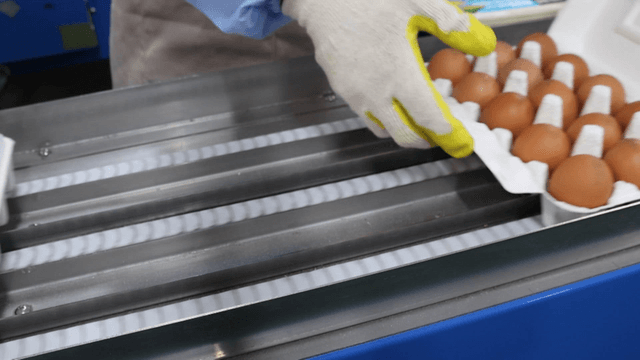 Worker packaging eggs on factory conveyor belt
