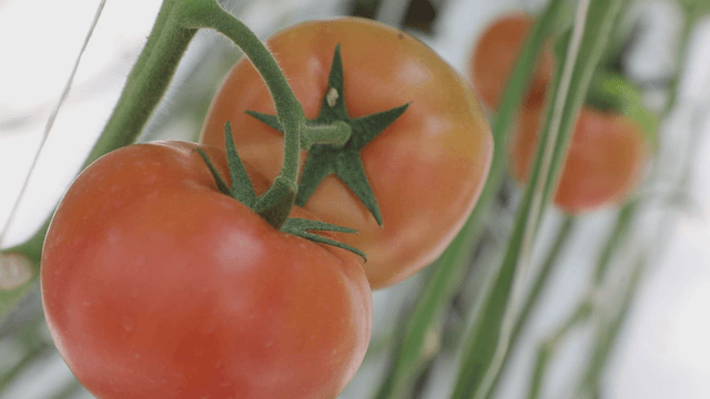 Ripe tomatoes hanging on the vine