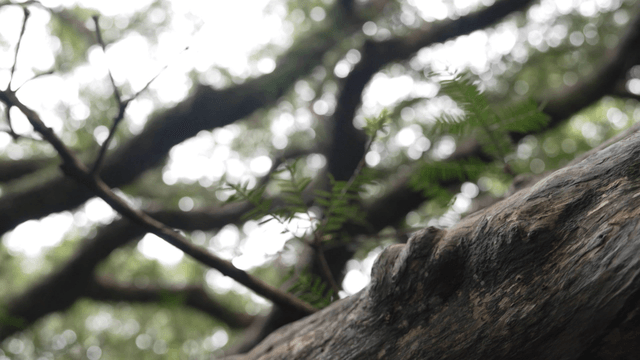 Rough old tree branch with leaves