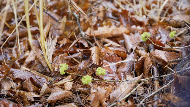 Wet leaves and small green sprouts on the ground