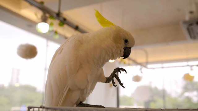 Parrot grooming its claws atop cage