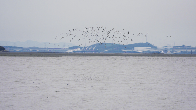 바다 위를 무리지어 나는 새 떼