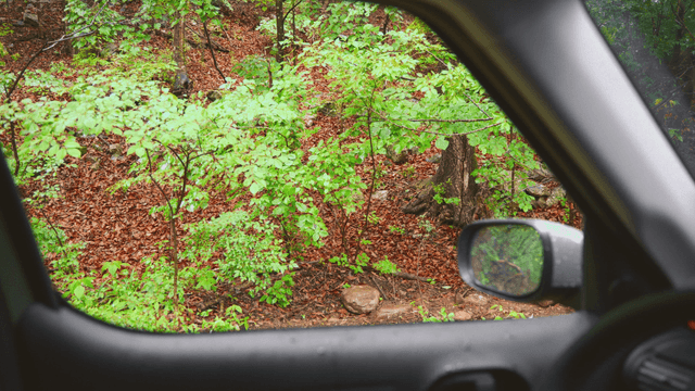 Rainy forest view from inside a car