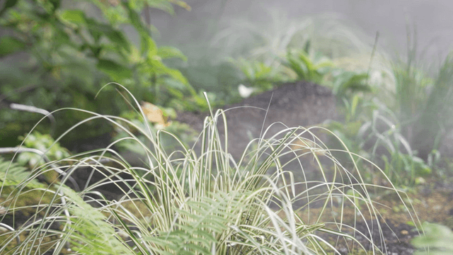 Lush green plants in bluish mist