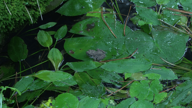 Small gray frog on water lily in pond