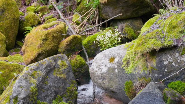 Moss-covered rocks with a small stream