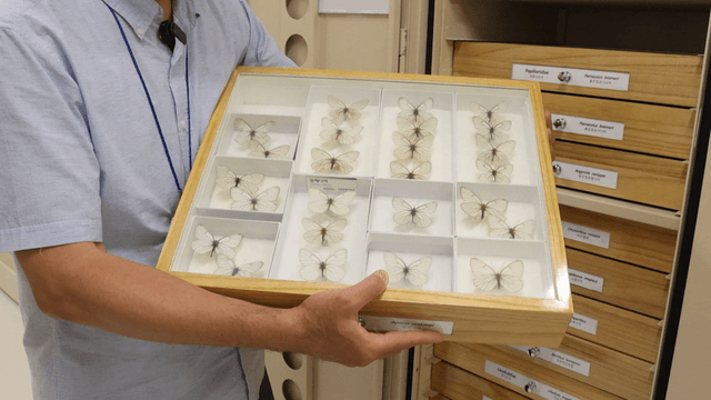 나비 표본 상자를 들고 있는 남자