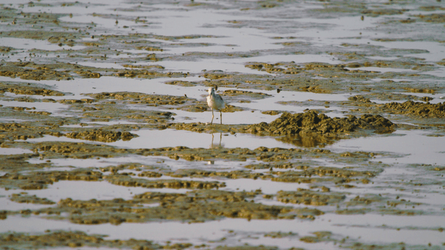 Sandpiper walking through the muddy tidal wetland
