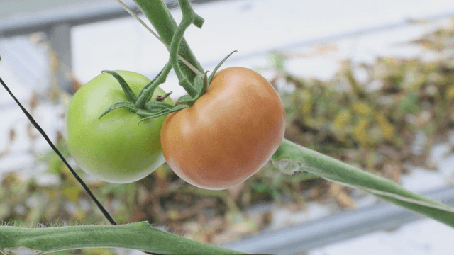 Tomatoes ripening on the vine