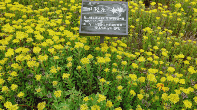 정원에 피어있는 노란 꽃들