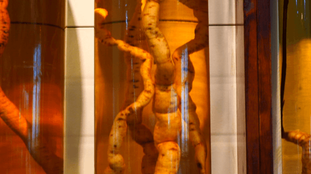 Displayed Old Infusion Liquors