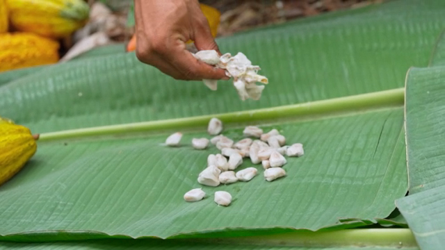 Organizing cacao beans on leaves