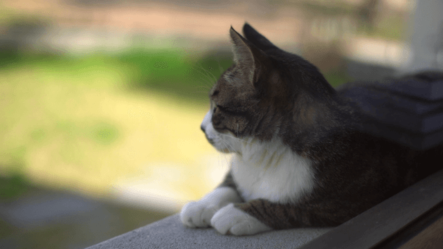 창턱에 쉬고 있는 고양이