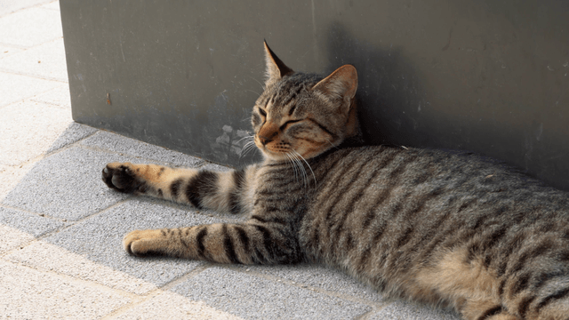 A relaxed tabby cat lying on the pavement