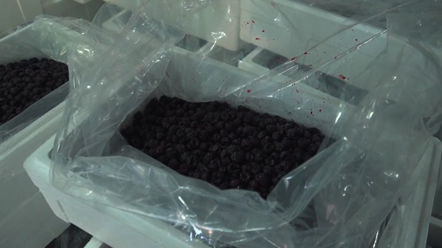 Berries in a plastic-lined container