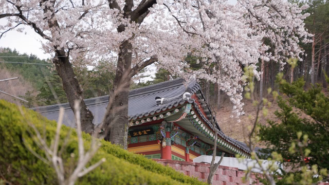 벚꽃이 핀 전통 한옥 건물