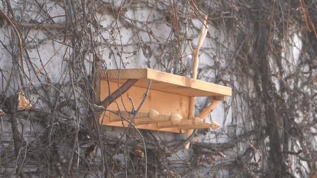 Handcrafted wooden shelf on a wall covered with dry vines