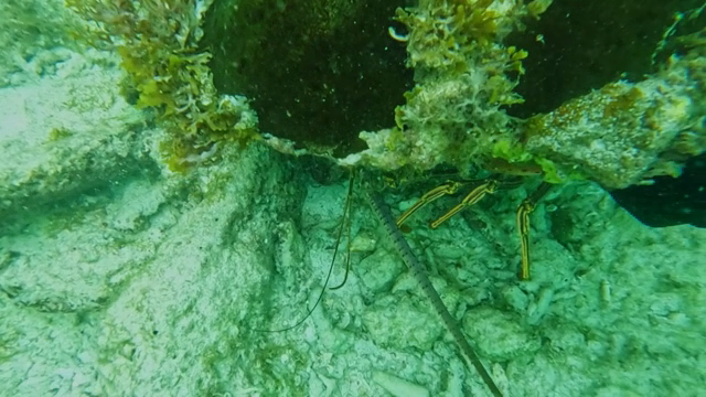Lobster on the ocean floor with seaweed