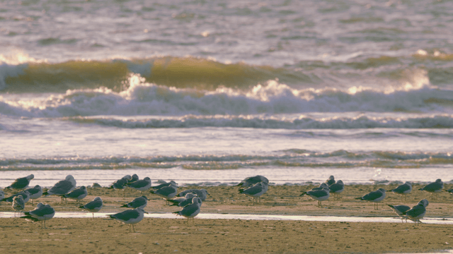 Sandpipers resting on sandy beach before gentle waves