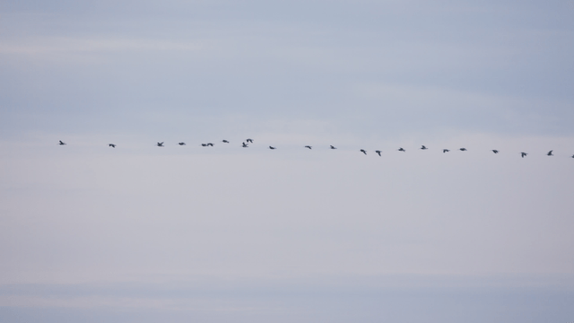 맑은 하늘을 나는 새들