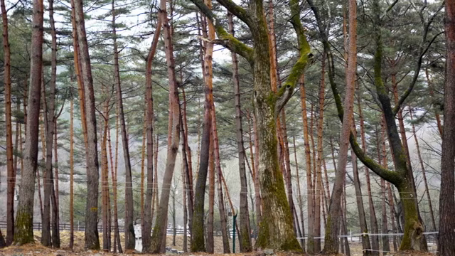 A tranquil forest with tall pine trees