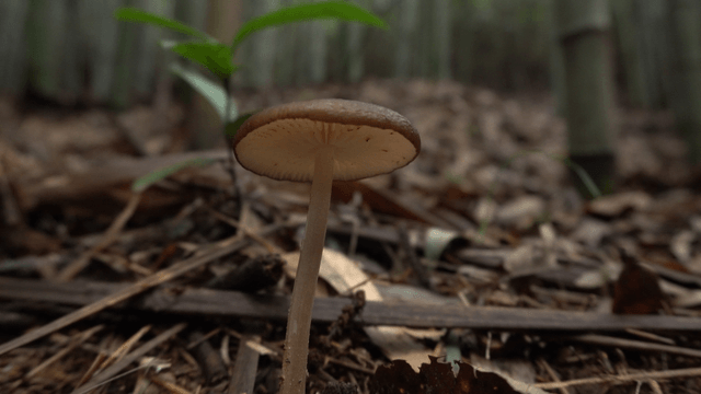 Mushrooms growing on soil and roots in bamboo forest