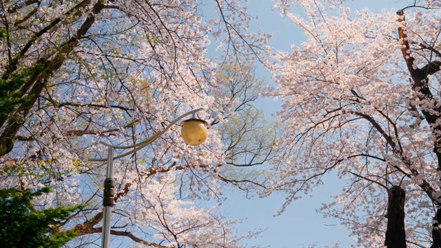 맑은 하늘 아래 만개한 벚꽃