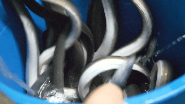 Eels being poured into blue bucket