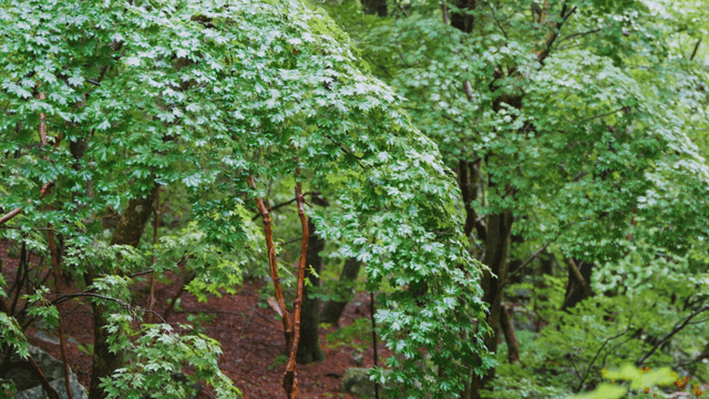 Swaying green trees in rainy mountain