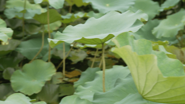 Flower buds and wide lotus leaves