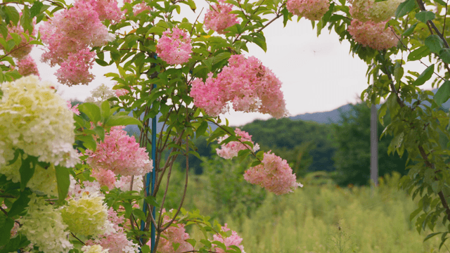 Vibrant pink and white hydrangeas in garden