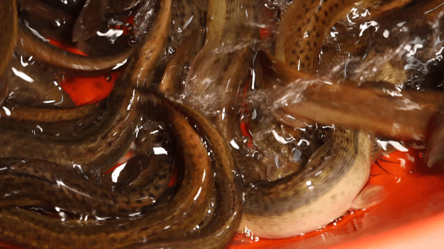 Loaches swimming inside a red container