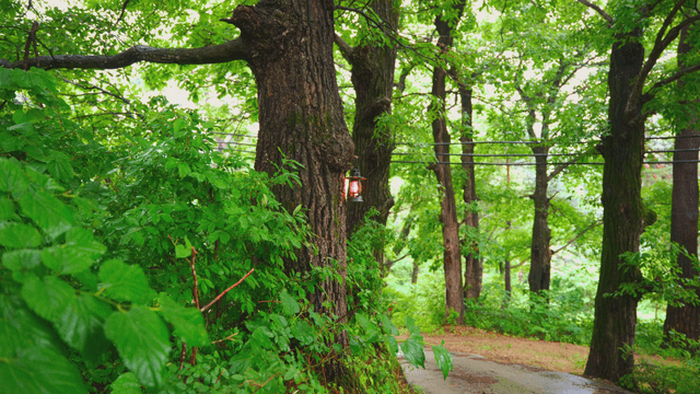 A lantern hanging on a tree in a forest