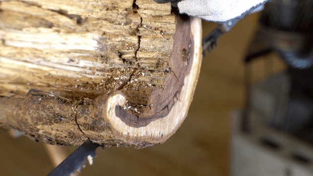 Log being cut by sawing