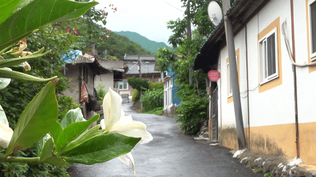 꽃이 피어있는 시골 마을 길