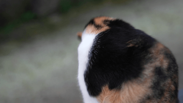 Calico cat grooming while looking around