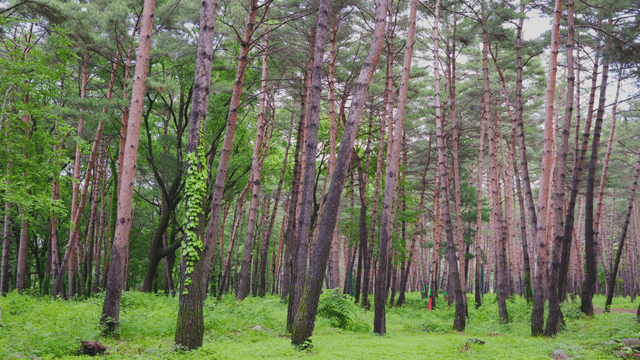 A lush green forest with tall trees