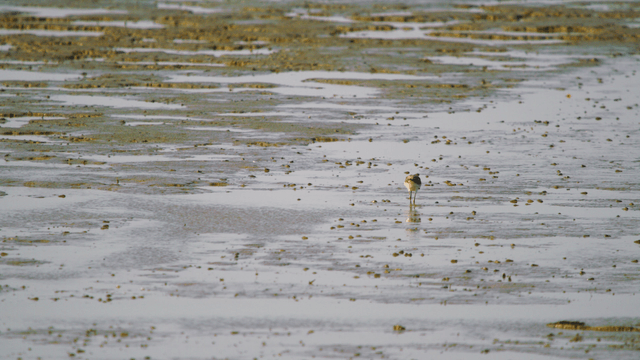 Sandpiper alone foraging on the muddy tidal shore