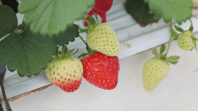 Ripening strawberries on the vine
