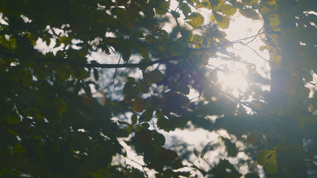 Sunlight filtering through forest leaves