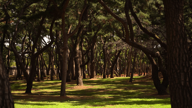 햇살이 비치는 고요한 숲