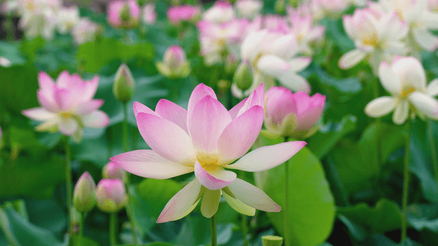 Lotus flowers blooming in a lush garden