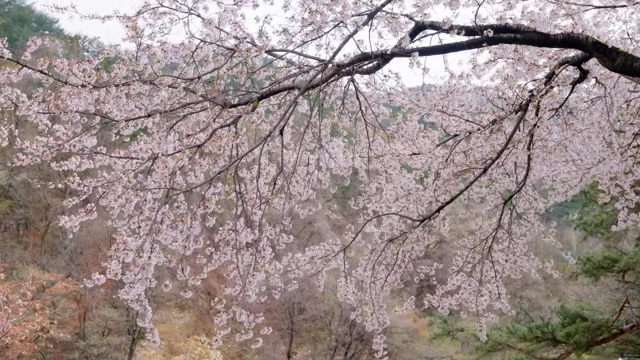 Cherry blossoms in full bloom on branches