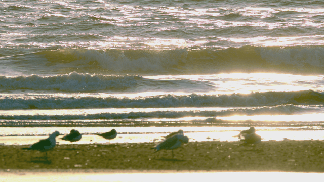Sandpipers resting on a sunlit beach with gentle waves