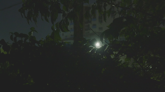 Rainy night view with streetlight and tree leaves