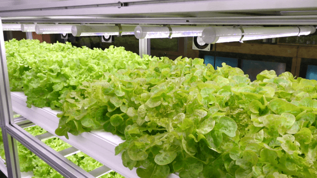 Indoor hydroponic farm with fresh lettuce