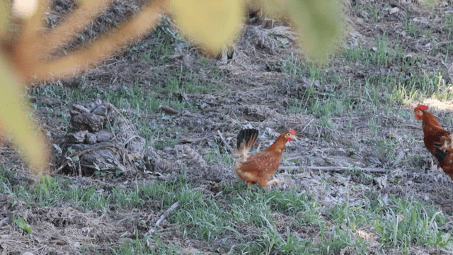 잔디밭에서 자유롭게 돌아다니는 닭들
