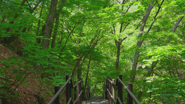 Green trees along mountain path