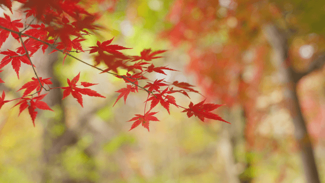 Vibrant red maple leaves in autumn